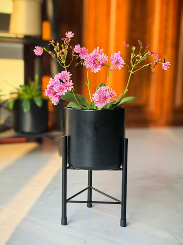 Dipamkar black plant - pot, stand
