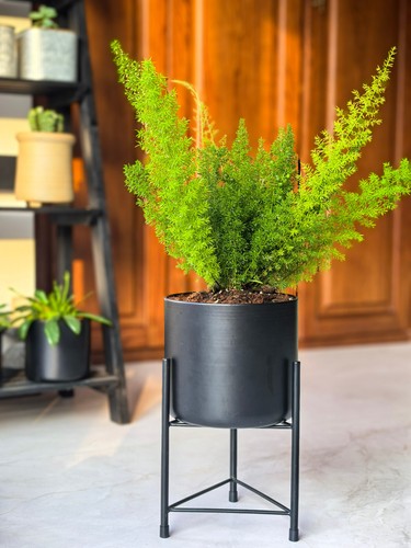 Dipamkar black plant - dipamkar, stand